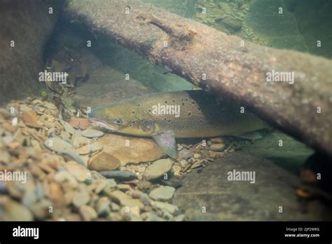 A Salmon Salmo Salar Takes Refuge Under Woody Debris In A Deep Pool