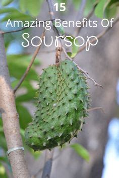 Soursop Also Known As Graviola Offers A Plethora Of Amazing Health