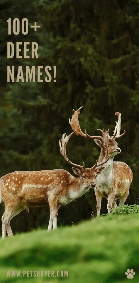 Deer Names Best Top Cute Ideas Petshoper