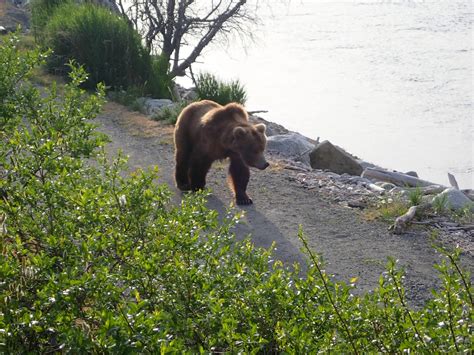 Bears at Katmai National Park and Preserve – National Park Units