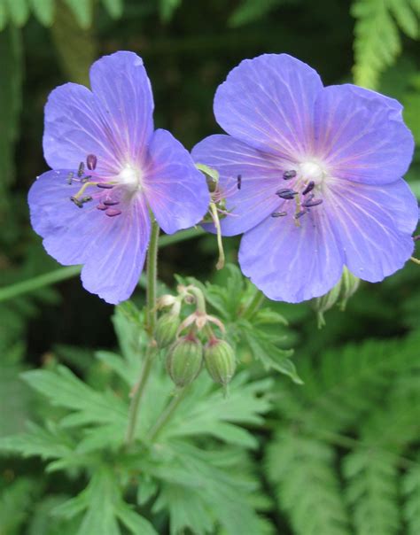 Plant Profile Lemon Bacopa Blue Waterhyssop Bacopa Caroliniana Artofit