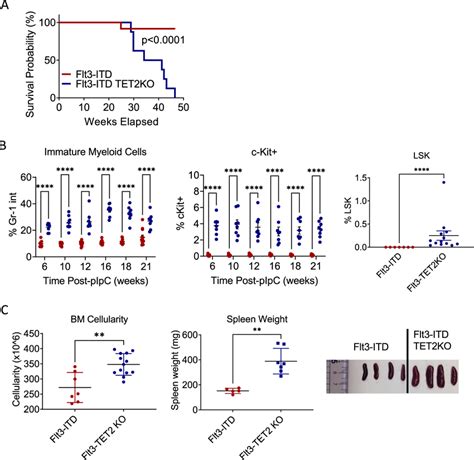 Aml Development In Flt Itd Tet Flox Flox Mx Cre Mice A Kaplanmeier