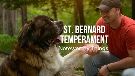 St. Bernard temperament: noteworthy things - Proto Animal