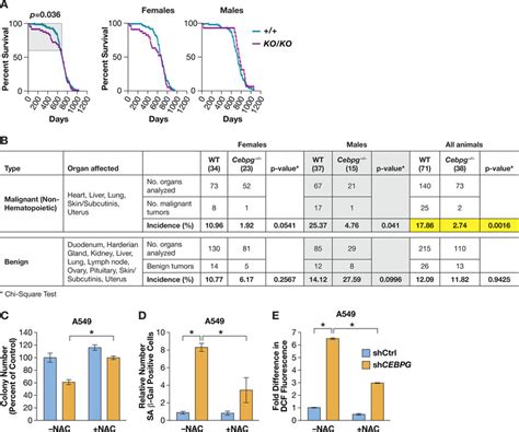 Cebpg Mice On A Mixed C Bl Sv Strain Background Survive At