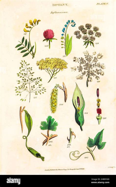 Botanical Illustrations Depicting The Linnean Classification System