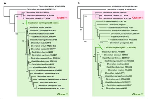 16S RRNA Phylogeny Of Representative Clostridium Species 25 And C