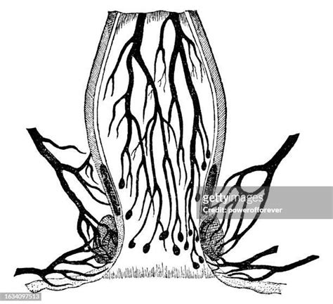 Rectal Vein Photos And Premium High Res Pictures Getty Images