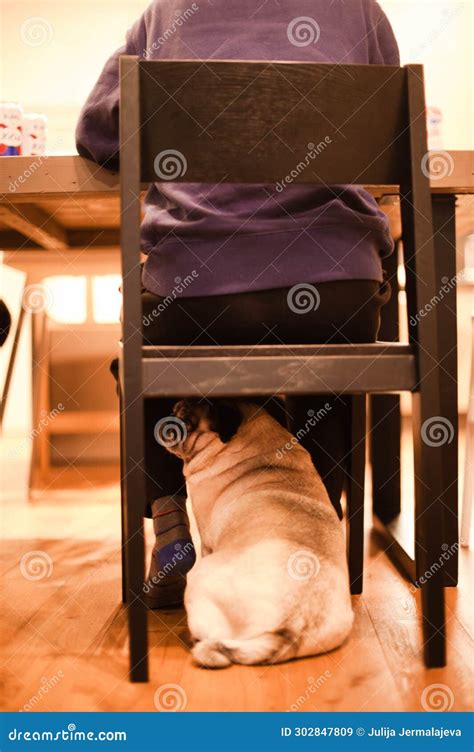 Cozy Hideaway Pug S Retreat Beneath The Chair Stock Image Image Of