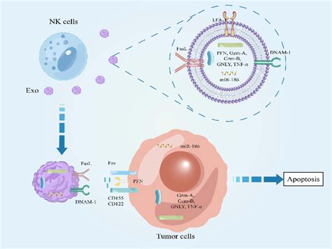 Effect Of Nk Cell Derived Exosomes On Tumor Cells Download