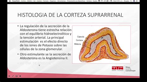 Histología Glándula suprarrenal - YouTube