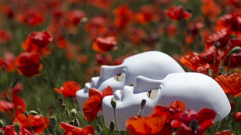 Wallpaper Landscape Depth Of Field Flowers Nature Red Mask