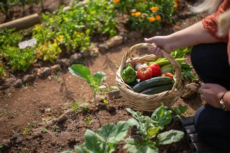 A agricultura urbana e o exemplo das hortas comunitárias BoG