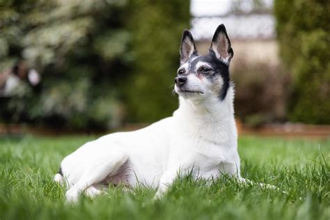 Fox Terrier Puppies, Breed, Characteristics, & Facts