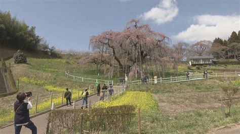 「ちょっと早すぎ」三春滝桜、観測史上最速の開花でおもてなし準備急ピッチ 福島 Tbs News Dig