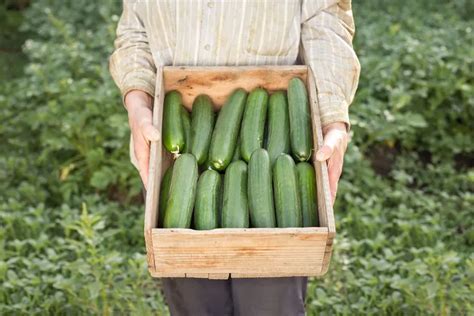 Manger Des Concombres Comment Consommer Ce L Gume Pour Profiter De