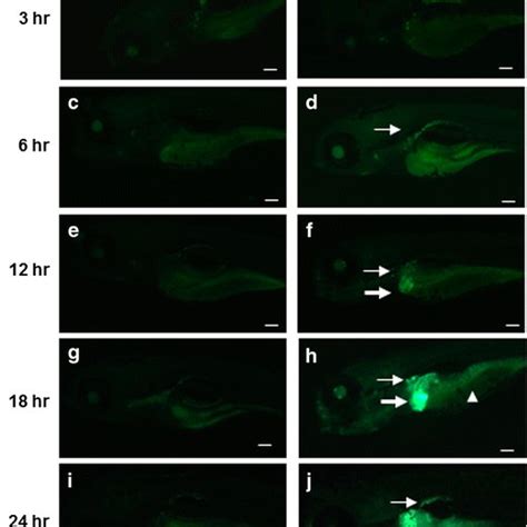 Gfp Induction In Tg Cyp A Gfp Larvae By Tcdd Dpf Tg Cyp A Gfp