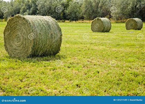 Large Round Hay Bales Stock Image Image Of Alfalfa Nature