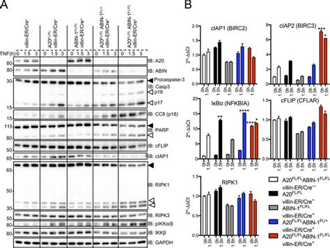 A20 and ABIN-1 double-deficient enteroids are sensitized to TNF-induced ... 
