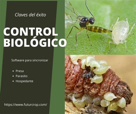 Claves Del éxito Del Control Biológico De Plagas Futurcrop