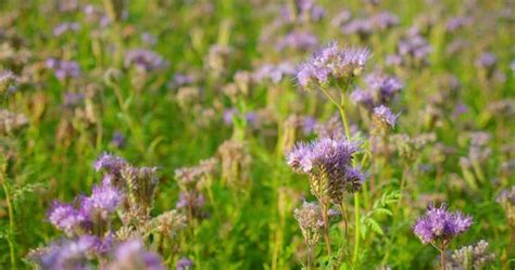 Premium Photo | Purple medicinal flowers in field honey bees polinate ...