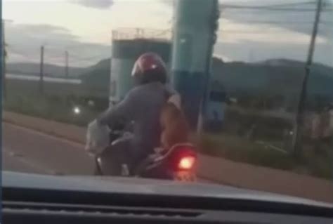 Motociclista leva cachorro sentado na garupa no Pará