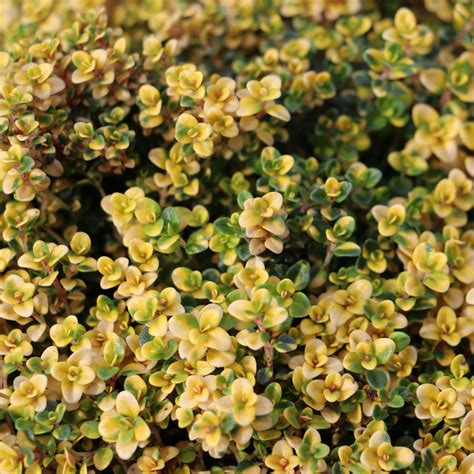 THYMUS 'Doone Valley' - Thymian