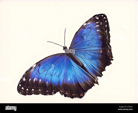 Purple emperor butterfly Stock Photo - Alamy