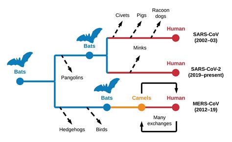 Researchers Analyze The Host Origins Of Sars Cov And Other Coronaviruses