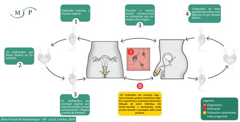 Atlas Virtual De Parasitologia