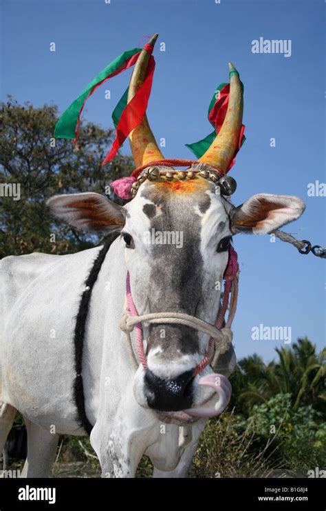 Pongal harvest festival cow hi-res stock photography and images - Alamy