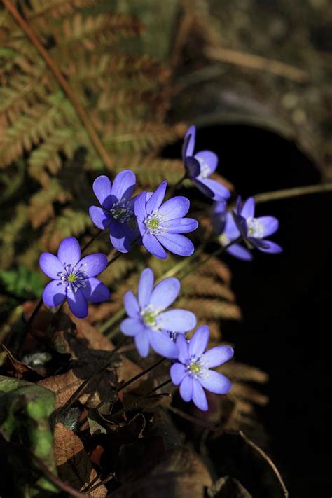 Liverwort Hepatica Nobilis Photograph By Barbara Bonisolli Fine Art