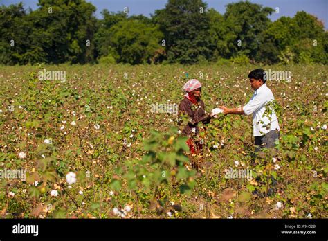 A organic cotton farmer checking his organic cotton on his cotton farm ...