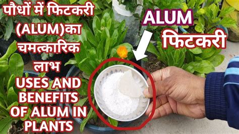 फूलों के पौधों में फिटकरी का चमत्कारिक लाभuses And Benefits Of Alum In