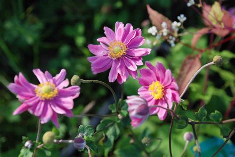 Anemone Hupehensis Var Japonica Pamina Automne Le Jardin Deau