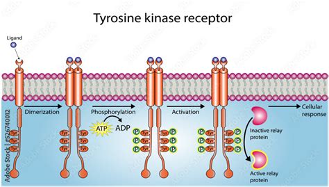 Receptor Tyrosine Kinase Insulin