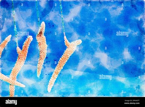 Digitally Created Watercolor Painting Of Farming Staghorn Coral To