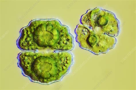 Green Algae Light Micrograph Stock Image C0222643 Science Photo