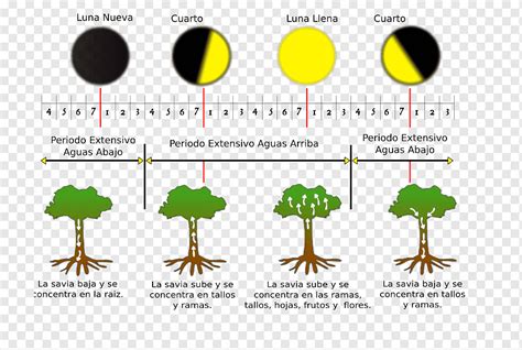 Pizarra Desbloquear Man A Calendario Lunar Hemisferio Sur Giro De