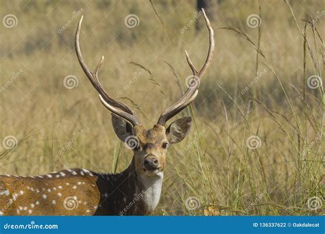 Portrait of Adult Male Chital Spotted Deer Stock Photo - Image of pausing, pelt: 136337622