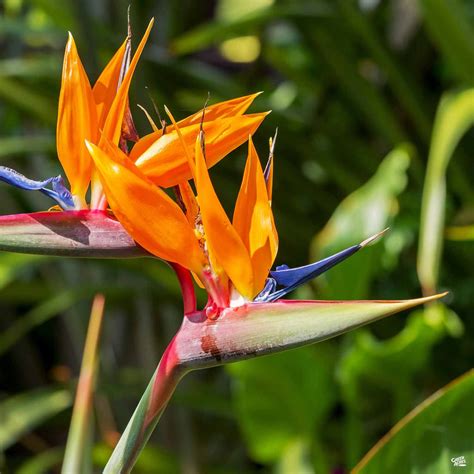 Bird of Paradise — Green Acres Nursery & Supply