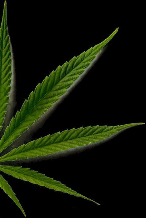 [100+] Weed Leaf Wallpapers | Wallpapers.com