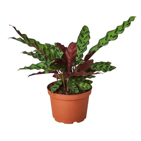 Rattlesnake Calathea Lancifolia Plant In In Grower Pot Calathea