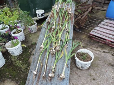 Elephant Garlic Harvest | From Mud To Bud