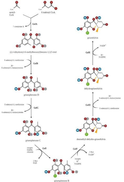 Griseofulvin Biosynthetic Pathway The Nonreducing Polyketide Synthase