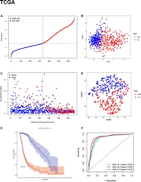 Frontiers Identification And Validation Of An 11 Ferroptosis Related Gene Signature And Its