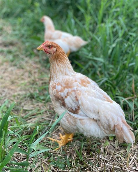 Best Meat Chicken Breeds For Maximum Yield And Flavor A Comprehensive