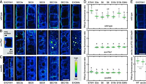 EXO70A1 Is Required For The Recruitment Of Exocyst To The PM A