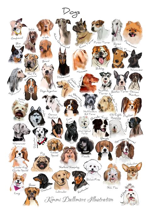 Dog Breed Illustration, Dog Varieties Wall Chart, Dog Types Art Print ...