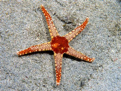 Echinoderms