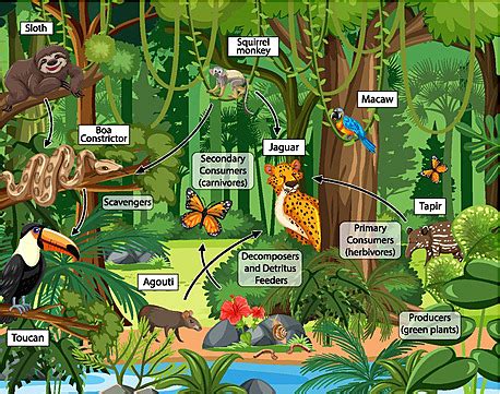 Food Chain Concept Diagram Grasshopper Fox Idea Vector Grasshopper